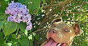 Fiona a rejoint le concours — aidez-le/la à gagner de superbes lots ! animal, brown_dog, canine, cheerful, closeup, dog, flora, green_leaves, happy, nature, outdoor, pet, playful, purple_flowers, shadow, summer, sunlight, tongue_out, tree_branches, white_chest