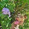dog, tongue_out, happy, green_leaves, purple_flowers, sunlight, shadow, outdoor, nature, tree_branches, pet, animal, summer, playful, closeup, brown_dog, white_chest, flora, canine, cheerful