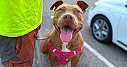 Fiona participe au concours pour gagner de l'argent avec cette photo : dog, pitbull, pink_harness, person, neon_shirt, work_pants, parking_lot, car, concrete_barrier, tongue_out, happy, pet, outdoor, animal, canine, blurred_background, sidewalk, casual, daytime, closeup