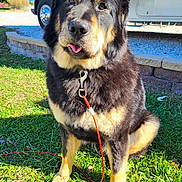 Val is registered to the contest to win money with this photo: dog, black_and_tan, sitting, grass, leash, outdoor, sunny, vehicle, retaining_wall, playful, tongue_out, pet, canine, fur, collar, nature, daylight, animal, friendly, companion