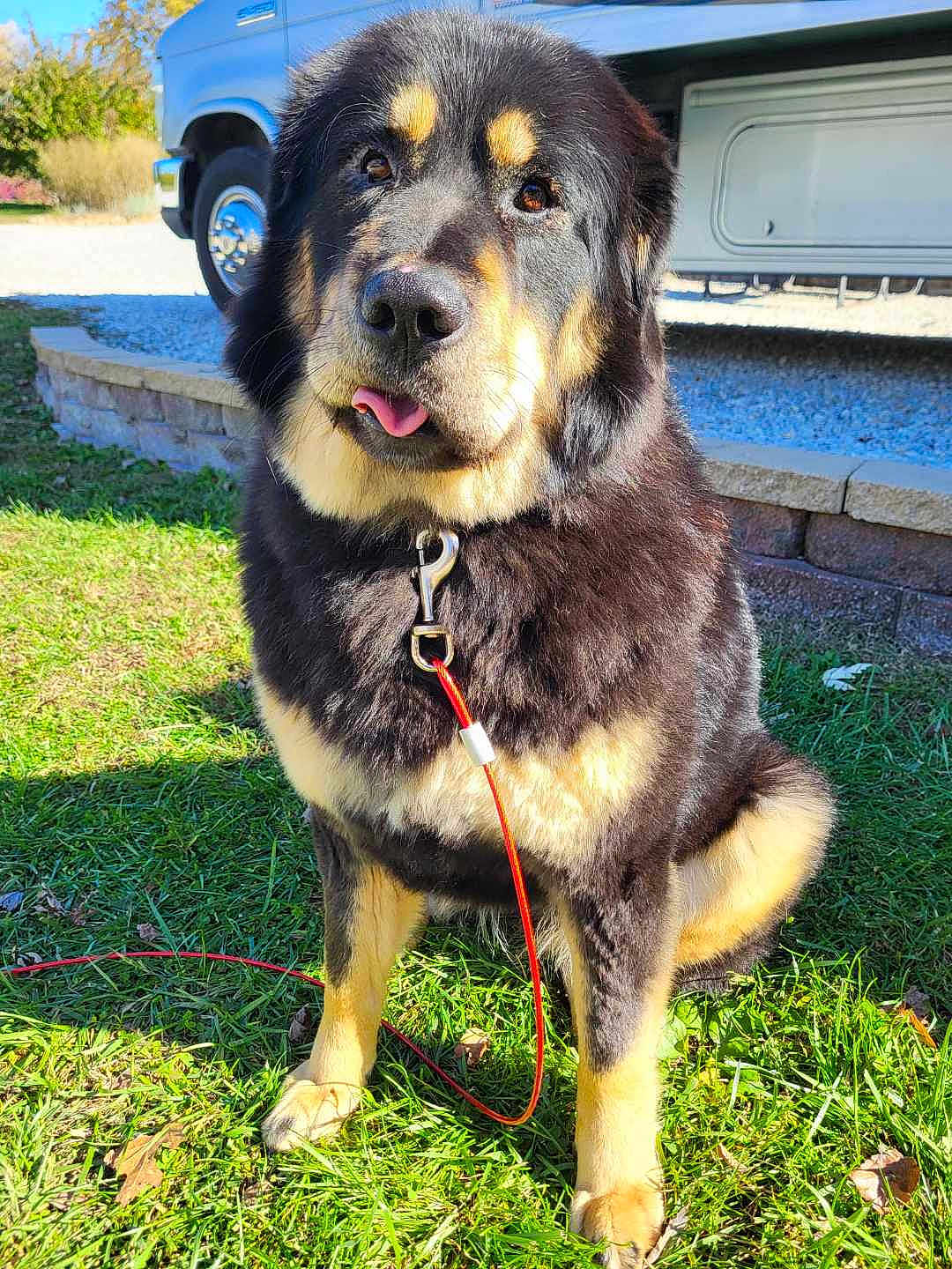 Val is registered to the contest to win money with this photo: dog, black_and_tan, sitting, grass, leash, outdoor, sunny, vehicle, retaining_wall, playful, tongue_out, pet, canine, fur, collar, nature, daylight, animal, friendly, companion