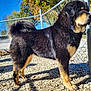 dog, animal, outdoor, fence, gravel, sunlight, shadow, black, tan, fluffy, pet, canine, standing, daytime, nature, blue_sky, chain_link_fence, fur, portrait, side_view