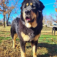Kwanita is registered to the contest to win money with this photo: dog, outdoor, grass, tree, blue_sky, autumn, sunlight, animal, pet, canine, nature, park, fur, portrait, mammal, daylight, standing, friendly, tongue_out, background
