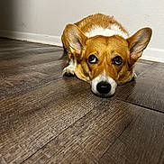 Bella is registered to the contest to win money with this photo: animal_portrait, baseboard, big_eyes, brown_white_fur, corgi, cute, dog, domestic_animal, ears, floor, guilty_look, hardwood_floor, indoor, looking_up, nose, paw, pet, portrait, resting, wall