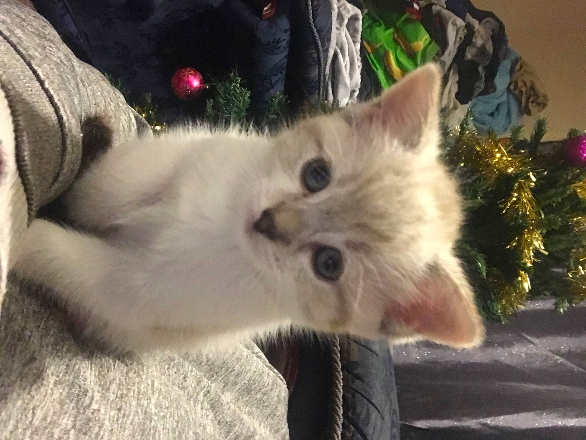 Bear joined the competition — help win amazing prizes! carnivore, cat, claw, comfort, event, fawn, felidae, fur, paw, plant, small_to_medium_sized_cats, snout, tail, whiskers