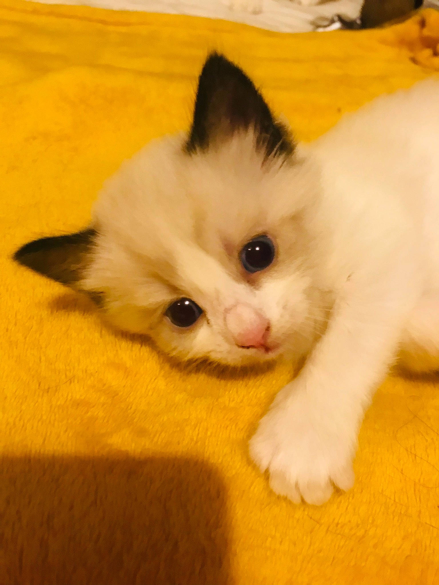 Bear joined the competition — help win amazing prizes! carnivore, cat, claw, comfort, domestic_short_haired_cat, fawn, felidae, flooring, fur, hardwood, paw, small_to_medium_sized_cats, snout, tail, whiskers