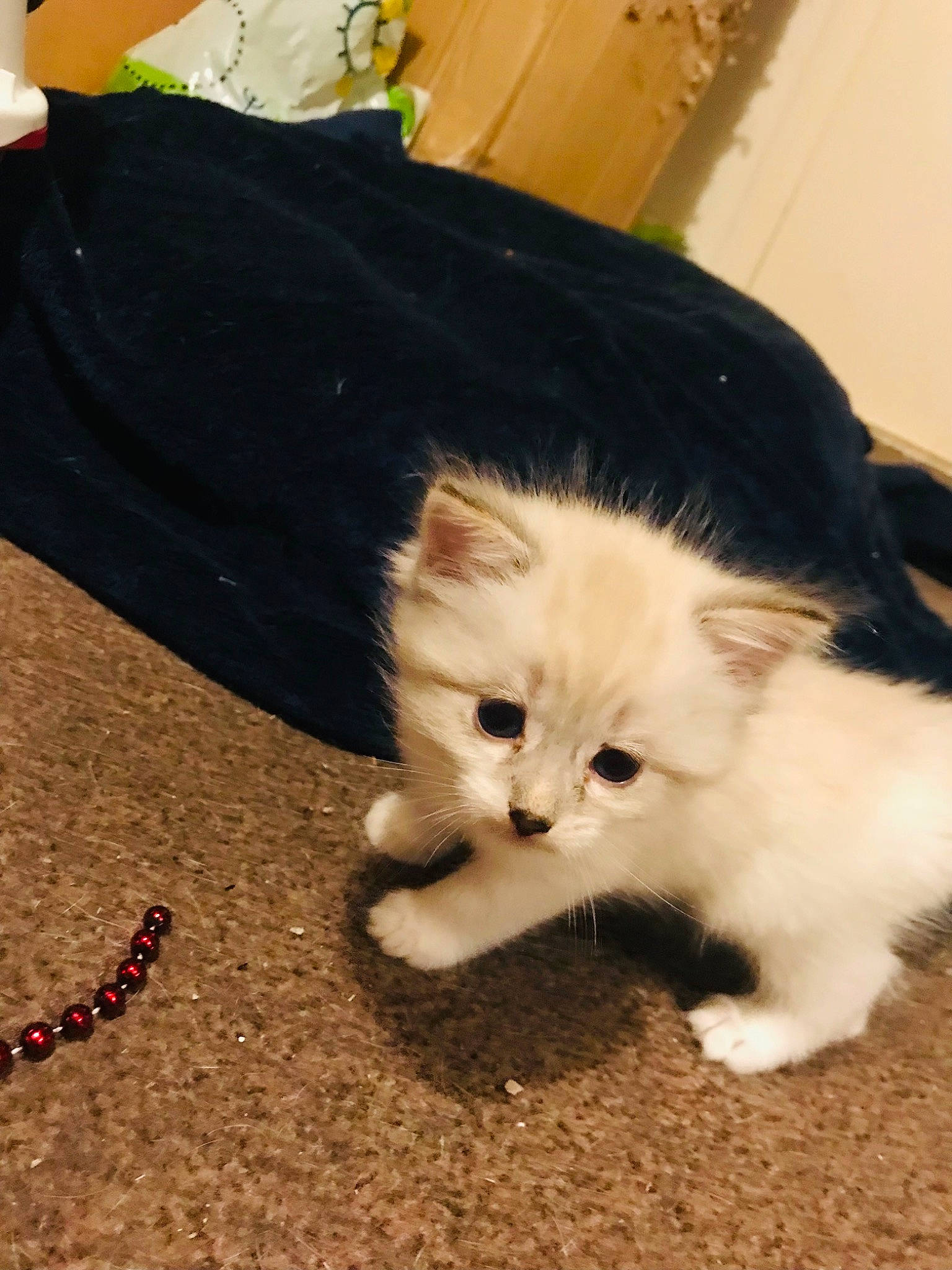 Bear joined the competition — help win amazing prizes! canidae, carnivore, cat, claw, companion_dog, dog_breed, fawn, felidae, fur, grass, jewellery, paw, small_to_medium_sized_cats, tail, terrestrial_animal, whiskers