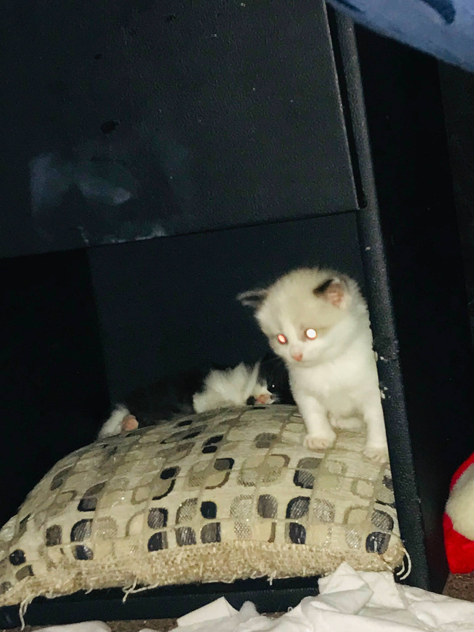 Bear is registered to the contest to win money with this photo: bed, bedding, carnivore, cat, comfort, darkness, domestic_short_haired_cat, fawn, felidae, fur, linens, pattern, paw, room, small_to_medium_sized_cats, snout, tail, terrestrial_animal, whiskers