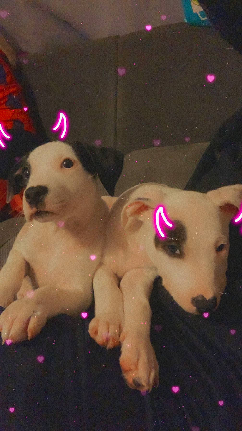 Chico is registered to the contest to win money with this photo: canidae, darkness, dog, dog_breed, entertainment, event, fawn, fun, fur, magenta, midnight, night, pink, plush, snout, space, stuffed_toy, toy, trunk, working_animal