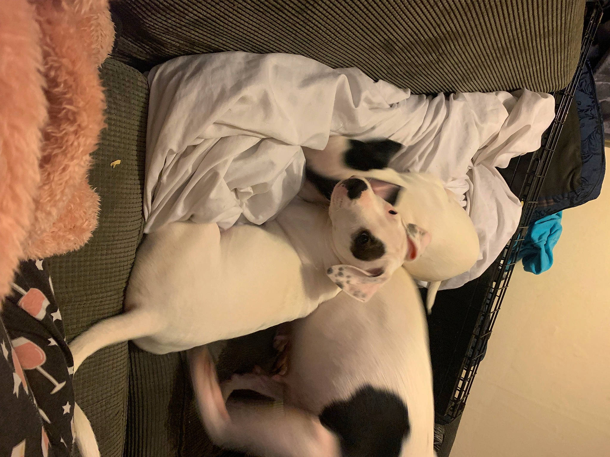 Chico is registered to the contest to win money with this photo: abdomen, carnivore, comfort, companion_dog, dog, dog_breed, dress, eyewear, fawn, flash_photography, fur, glasses, human_leg, knee, sitting, sporting_group, sunglasses, thigh, trunk, vision_care