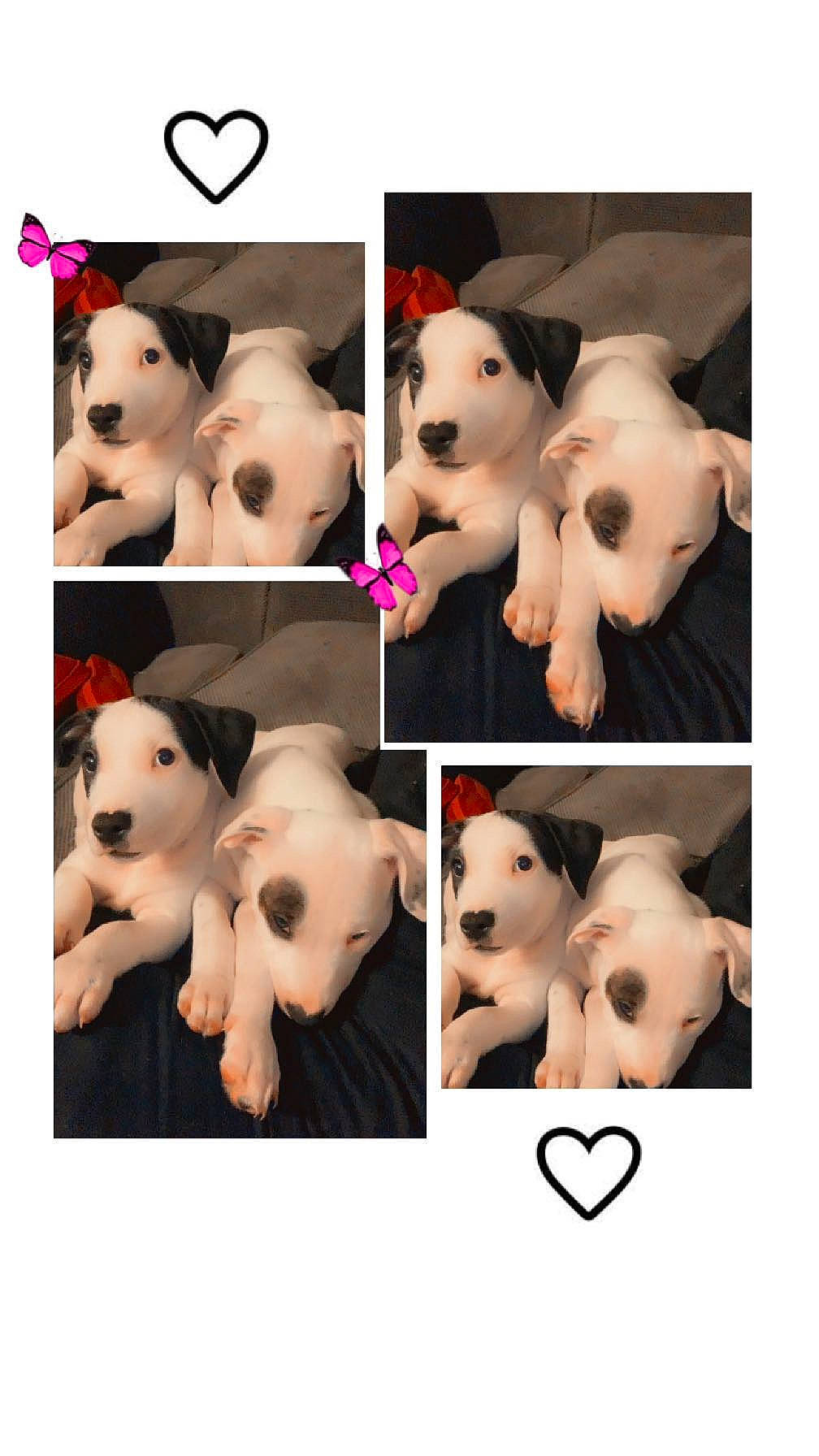 Chico is registered to the contest to win money with this photo: art, beauty, carnivore, companion_dog, dog, dog_breed, ear, eyelash, fawn, font, fur, happy, headgear, jaw, mammal, petal, plant, snout, vertebrate, white