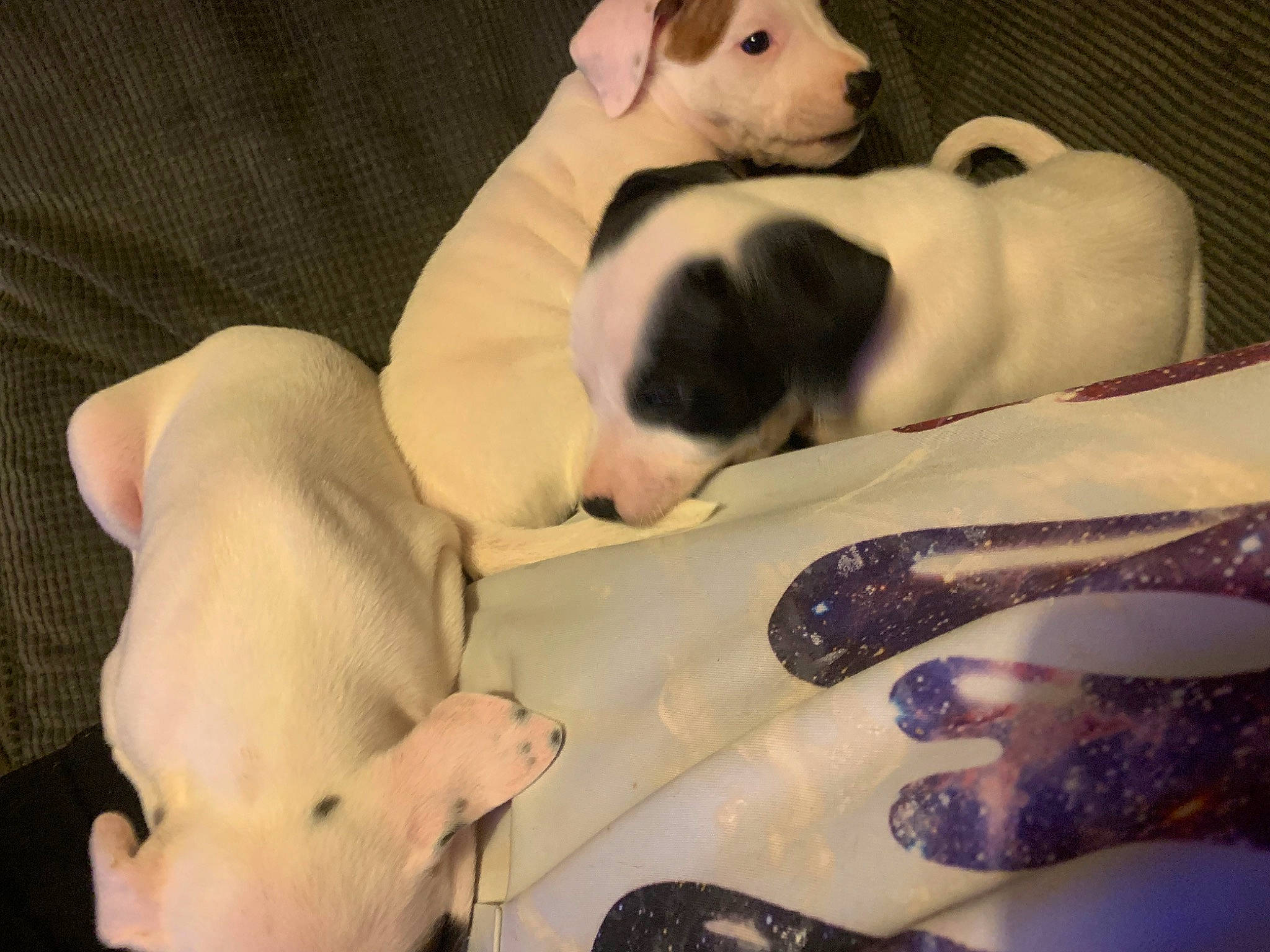 Scooby is registered to the contest to win money with this photo: canidae, carnivore, comfort, companion_dog, couch, dog, dog_breed, fawn, fur, linens, nap, paw, puppy_love, snout, sporting_group, tail, terrestrial_animal, toy_dog, whiskers, working_animal