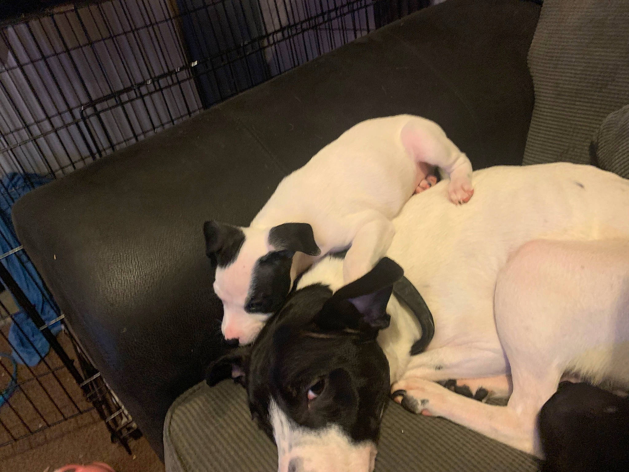 Scooby is registered to the contest to win money with this photo: canidae, carnivore, comfort, companion_dog, dog, dog_breed, fawn, fur, guard_dog, non_sporting_group, paw, pet_supply, puppy, snout, sporting_group, tail, terrestrial_animal, toy_dog, whiskers, working_animal