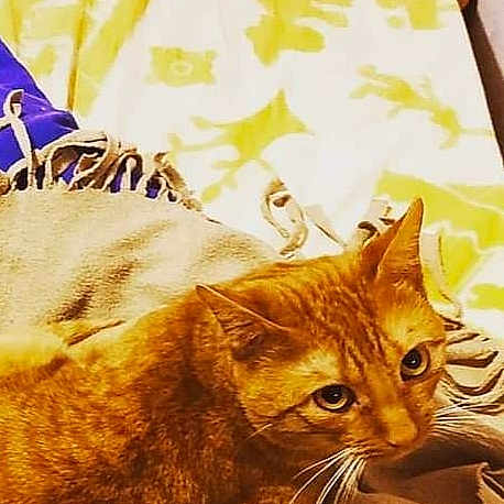 Simba