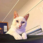 Apollo Snow joined the competition — help win amazing prizes! cat, white_cat, heterochromia, indoor, pet, animal, feline, closeup, curious, relaxed, black_surface, blue_eye, amber_eye, whiskers, ears, nose, paw, looking_at_camera, home, window_blind