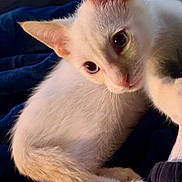 Apollo Snow is registered to the contest to win money with this photo: kitten, cat, white_cat, orange_ears, orange_tail, fur, pet, animal, cute, indoor, blanket, blue_blanket, close_up, young_cat, resting, curious, soft_fur, paw, sleepy, cozy