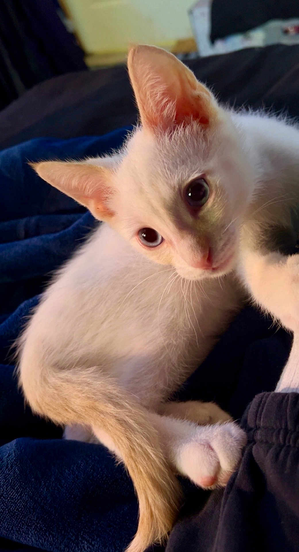 Apollo Snow is registered to the contest to win money with this photo: kitten, cat, white_cat, orange_ears, orange_tail, fur, pet, animal, cute, indoor, blanket, blue_blanket, close_up, young_cat, resting, curious, soft_fur, paw, sleepy, cozy