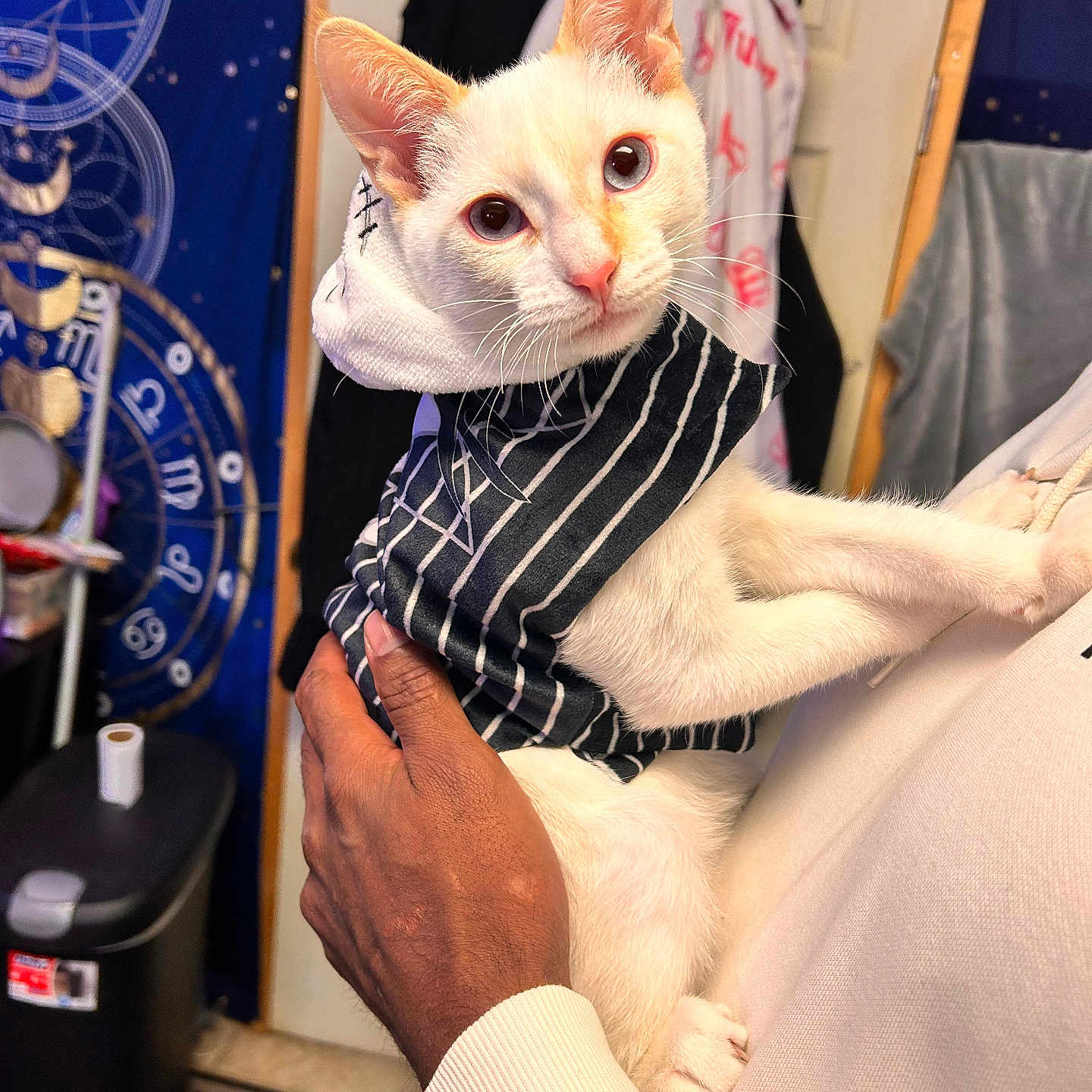 Apollo Snow joined the competition — help win amazing prizes! animal, astrology_tapestry, cat, close_up, cozy, curious, cute, decor, domestic_animal, feline, hand, holding, hoodie, indoor, mystical, person, pet, portrait, striped_clothing, white_cat