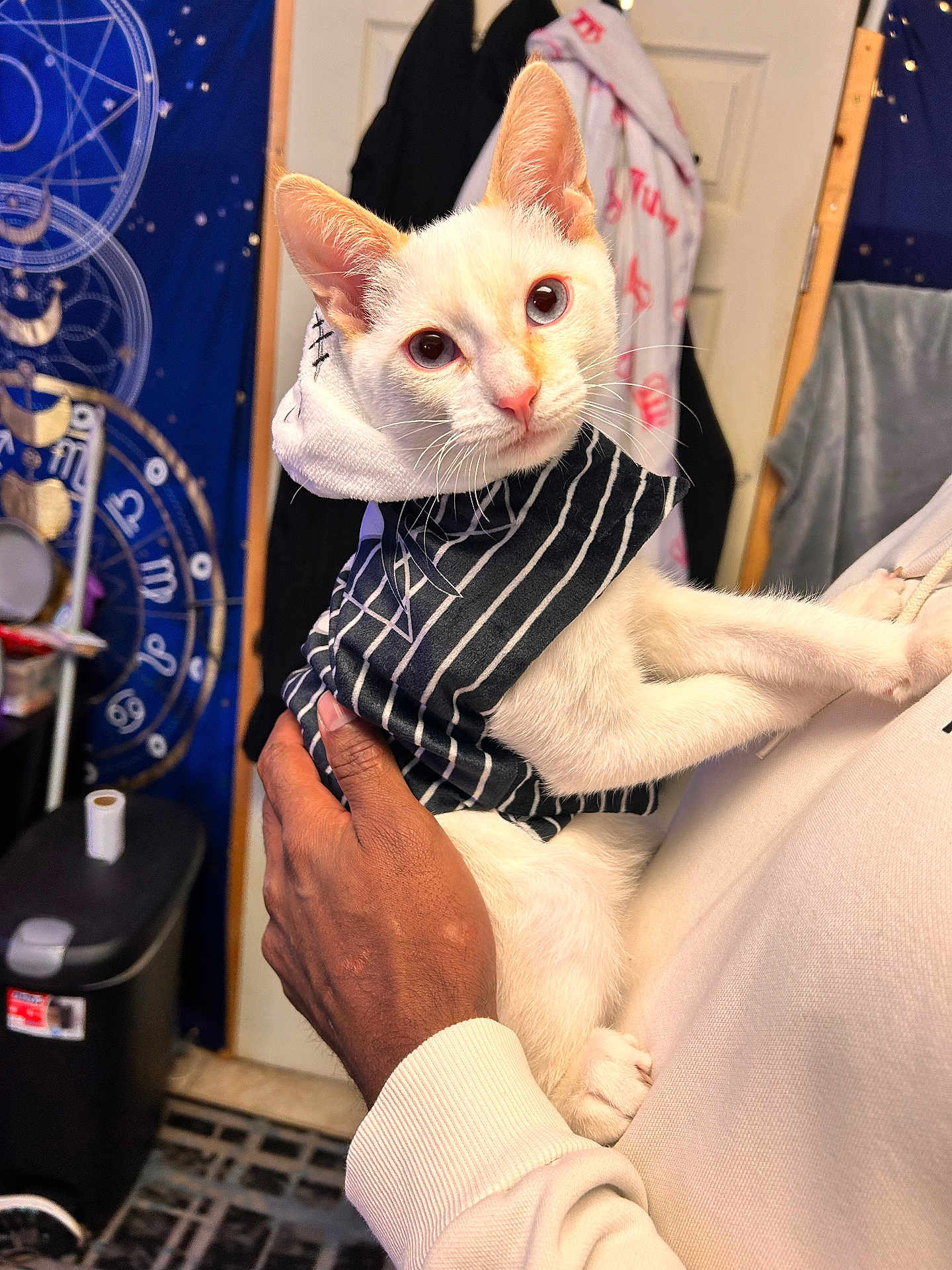 Apollo Snow joined the competition — help win amazing prizes! cat, white_cat, striped_clothing, hoodie, pet, animal, indoor, person, hand, holding, curious, astrology_tapestry, decor, feline, cute, domestic_animal, portrait, close_up, cozy, mystical