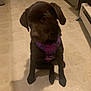 dog, puppy, chocolate_labrador, labrador_retriever, pet, purple_harness, harness, indoor, kitchen, linoleum_floor, tile_pattern, brown_fur, sitting, closeup, shadow, cute, curious, domestic, radiator, floor