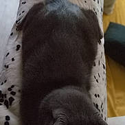 Sandro participe au concours pour gagner de l'argent avec cette photo : cat, gray_cat, sleeping, blanket, spotted_blanket, indoor, cozy, feline, pet, fur, animal, resting, relaxing, soft_texture, tail, ears, paw, domestic_cat, comfortable, lying_down