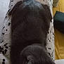 cat, gray_cat, sleeping, blanket, spotted_blanket, indoor, cozy, feline, pet, fur, animal, resting, relaxing, soft_texture, tail, ears, paw, domestic_cat, comfortable, lying_down