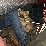 Apy a rejoint le concours — aidez-le/la à gagner de superbes lots ! puppy, dog, lap, person, jeans, hoodie, string, indoor, tablecloth, chair, phone, hand, footwear, wooden_chair, floor, casual_clothing, playful, cuddly, pet, cozy