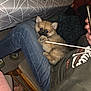 puppy, dog, lap, person, jeans, hoodie, string, indoor, tablecloth, chair, phone, hand, footwear, wooden_chair, floor, casual_clothing, playful, cuddly, pet, cozy