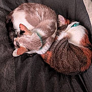 Amélia a rejoint le concours — aidez-le/la à gagner de superbes lots ! cat, cats, sleeping, curled_up, feline, pet, animal, resting, bed, blanket, fur, collar, domestic_animal, cute, companion, two, indoor, cozy, warm, texture