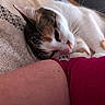 Amélia participe au concours pour gagner de l'argent avec cette photo : cat, sleeping, close_up, whiskers, fur, blanket, pattern, resting, pink_sleeve, human_arm, indoor, cozy, relaxed, pet, animal, cute, domestic_cat, soft, bedroom, snuggling