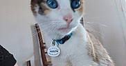 Théa participe au concours pour gagner de l'argent avec cette photo : cat, blue_eyes, indoor, collar, pet, feline, animal, curious, whiskers, fur, tag, chair, window, light, person, arm, closeup, domestic, household, mammal
