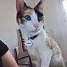 cat, blue_eyes, indoor, collar, pet, feline, animal, curious, whiskers, fur, tag, chair, window, light, person, arm, closeup, domestic, household, mammal