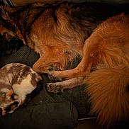 Théa a rejoint le concours — aidez-le/la à gagner de superbes lots ! dog, cat, sleeping, resting, bed, pet, animal, fur, cozy, indoor, calico_cat, german_shepherd, quiet, companion, domestic, relaxation, cute, warm_lighting, curled_up, peaceful