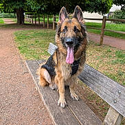 Falco participe au concours pour gagner de l'argent avec cette photo : dog, german_shepherd, bench, park, grass, tree, pathway, outdoor, pet, canine, tongue_out, happy, leash, fur, nature, smiling, animal, wood, summer, daylight