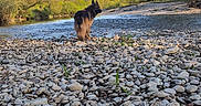 Falco participe au concours pour gagner de l'argent avec cette photo : dog, german_shepherd, river, rocks, nature, outdoor, trees, sky, clouds, water, landscape, animal, canine, grass, sunlight, peaceful, scenic, daytime, forest, wildlife