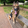 Falco participe au concours pour gagner de l'argent avec cette photo : dog, german_shepherd, bench, park, grass, tree, path, outdoor, pet, animal, canine, fur, tongue, sitting, leash, nature, wood, daylight, happy, ears