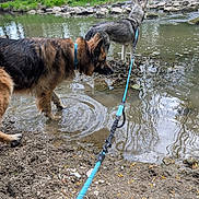 Lyka a rejoint le concours — aidez-le/la à gagner de superbes lots ! dog, leash, water, creek, forest, rocks, mud, grass, trees, nature, outdoor, canine, pets, exploring, brown_dog, gray_dog, walking, shallow_water, wildlife, adventure