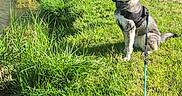 Lyka participe au concours pour gagner de l'argent avec cette photo : dog, husky, grass, leash, harness, water, outdoor, nature, tree, sunlight, pet, canine, sitting, greenery, park, daylight, lake, animal, mammal, landscape