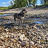 Lyka participe au concours pour gagner de l'argent avec cette photo : dog, riverbank, rocks, water, trees, sky, clouds, outdoor, nature, canine, pebbles, sunlight, leash, harness, forest, landscape, daytime, animal, mammal, scenic