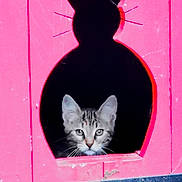 Mamyrus participe au concours pour gagner de l'argent avec cette photo : animal, cat, curious, cute, cutout, door, ears, face, feline, framed, indoor, kitten, paint, peek, pet, pink, shadow, silhouette, whiskers, wood
