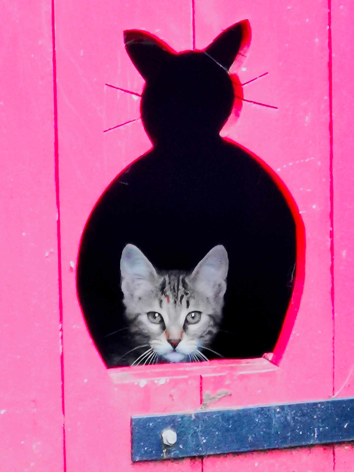 Mamyrus participe au concours pour gagner de l'argent avec cette photo : animal, cat, curious, cute, cutout, door, ears, face, feline, framed, indoor, kitten, paint, peek, pet, pink, shadow, silhouette, whiskers, wood