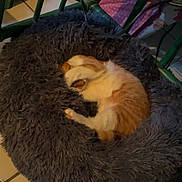 Caramel a rejoint le concours — aidez-le/la à gagner de superbes lots ! animal, cat, cozy, curled_up, cute, domestic, floor_tiles, fluffy_bed, furniture, green_chair, home, indoor, orange_cat, paw_covering_face, pet_bed, quiet, relaxing, resting, sleeping, white_cat