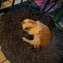 animal, cat, cozy, curled_up, cute, domestic, floor_tiles, fluffy_bed, furniture, green_chair, home, indoor, orange_cat, paw_covering_face, pet_bed, quiet, relaxing, resting, sleeping, white_cat