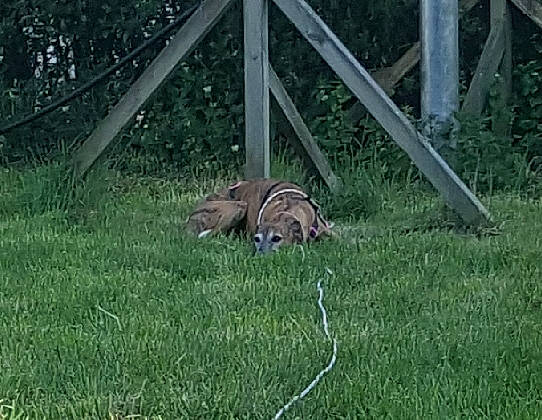 April a rejoint le concours — aidez-le/la à gagner de superbes lots ! grass, grass_family, lawn, plant, terrestrial_animal, vertebrate, wildlife, zoo