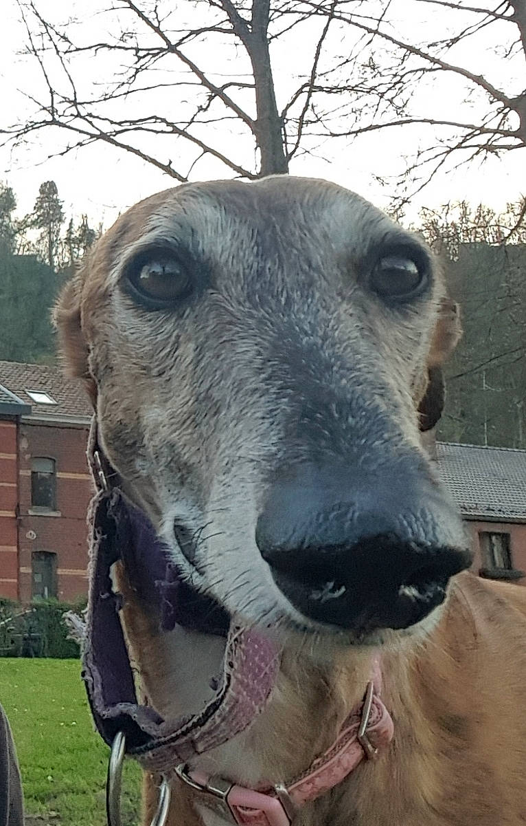 April participe au concours pour gagner de l'argent avec cette photo : american_staghound, azawakh, canidae, carnivore, chippiparai, dog, dog_breed, galgo_espanol, greyhound, hortaya_borzaya, italian_greyhound, lurcher, magyar_agar, mammal, mudhol_hound, polish_greyhound, sighthound, sloughi, snout, vertebrate