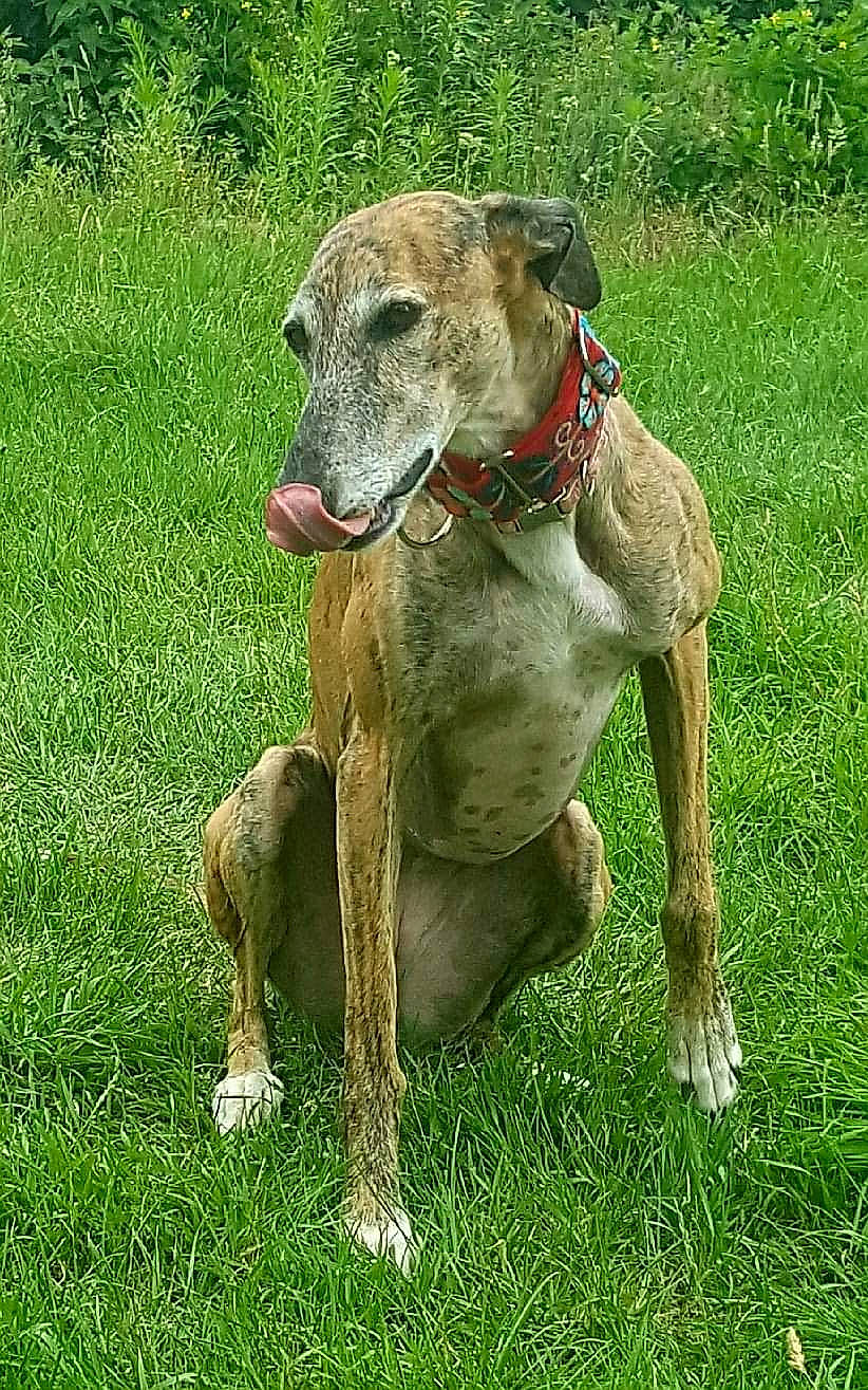 April a rejoint le concours — aidez-le/la à gagner de superbes lots ! american_staghound, azawakh, canidae, carnivore, chippiparai, dog, dog_breed, fawn, galgo_espanol, grass, greyhound, hortaya_borzaya, lurcher, magyar_agar, mammal, polish_greyhound, sighthound, sloughi, vertebrate, whippet