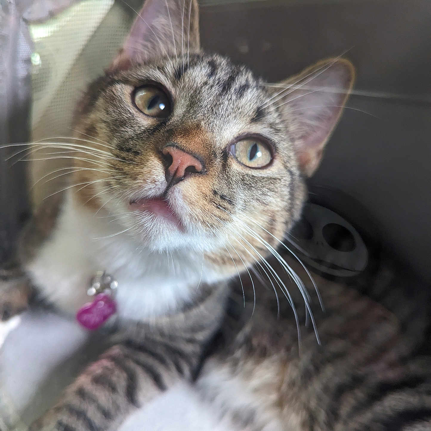 Love Bug joined the competition — help win amazing prizes! abyssinian, accessories, animal, cat, egyptiancat, face, head, kitten, manx, person, pet, siamese, strap