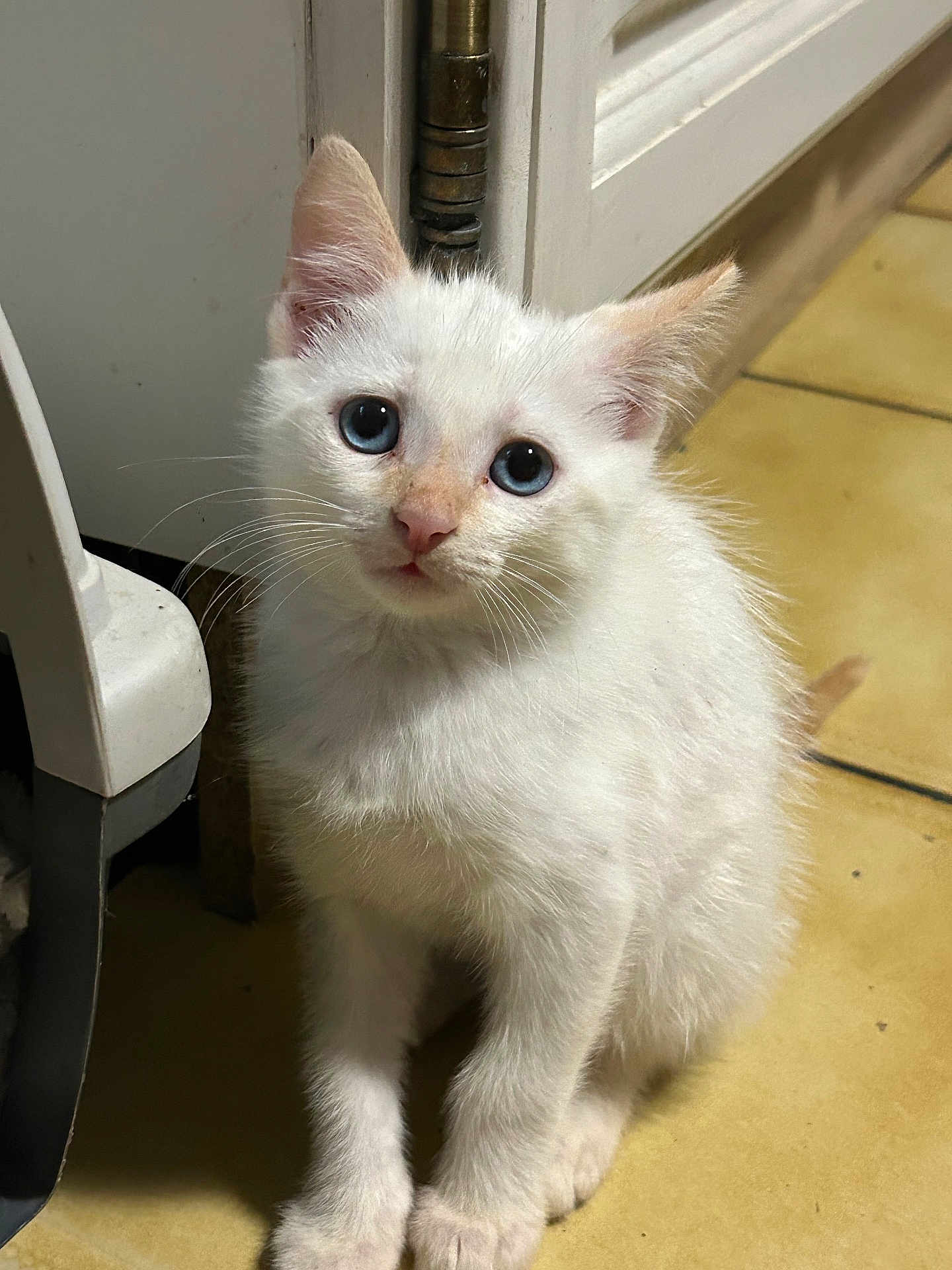 Casper participe au concours pour gagner de l'argent avec cette photo : white_kitten, blue_eyes, cat, feline, pet, indoor, floor, curious, small, fur, whiskers, ears, sitting, animal, closeup, household, door_hinge, tile_floor, young, cute