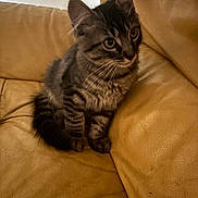Tigrou a rejoint le concours — aidez-le/la à gagner de superbes lots ! kitten, cat, tabby, fur, pet, animal, cute, young, indoor, couch, leather, yellow, whiskers, ears, paws, sitting, looking, curious, domestic, feline