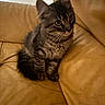 animal, cat, couch, curious, cute, domestic, ears, feline, fur, indoor, kitten, leather, looking, paws, pet, sitting, tabby, whiskers, yellow, young